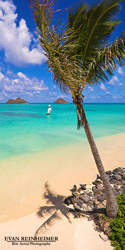 palm tree lanikai beach evan reinheimer kite aerial photography