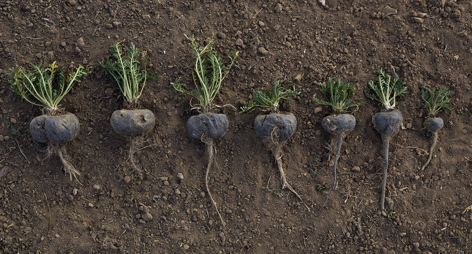 A Complete Guide To Black Maca & Its Benefits