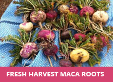 fresh-harvested-maca-roots.jpg