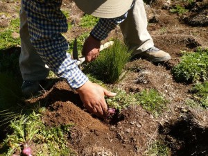 Maca for energy history