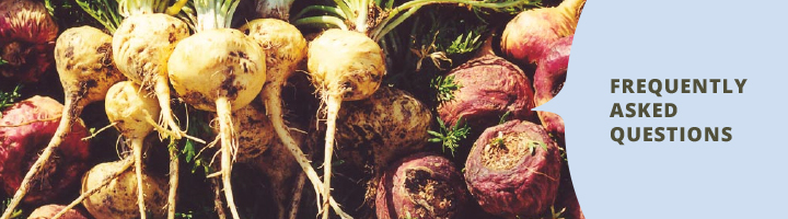 Benefits Of Maca Maca Root Dangers What Is Maca Powder The Maca Team