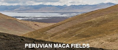 Peruvian Maca Fields