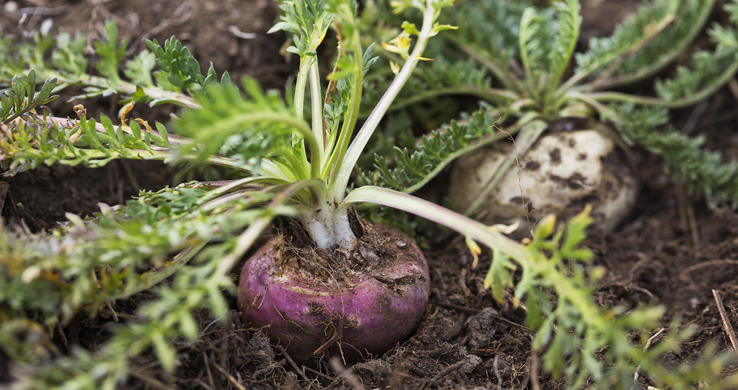 A Complete Guide To Red Maca & Its Benefits