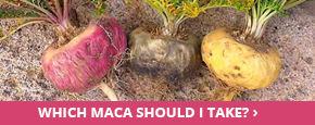 Where to buy maca
