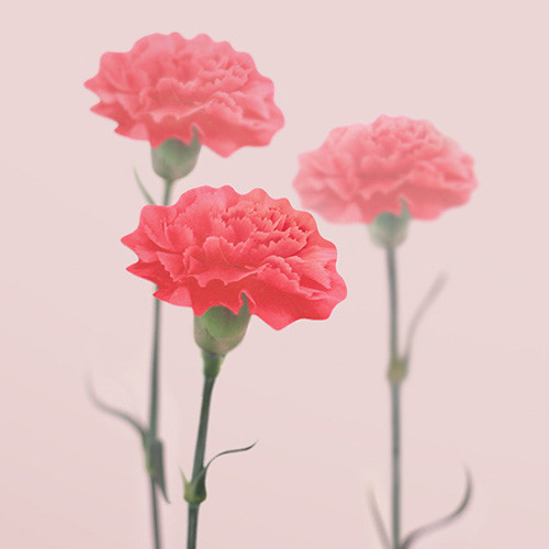 Appree Carnation magnet set Appree Carnation magnet set