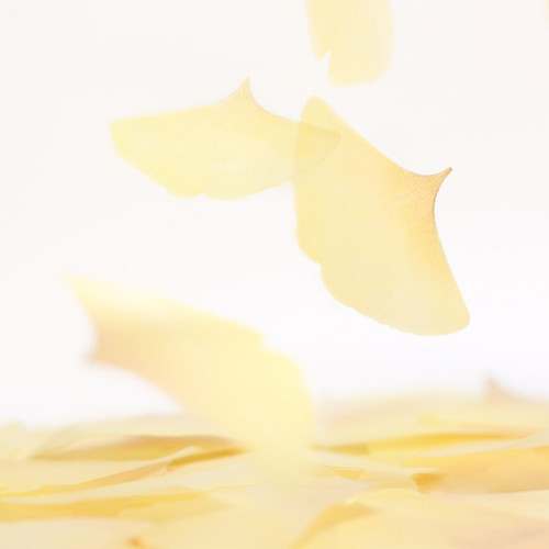 Ginkgo leaf transparent sticky memo notes Small Ginkgo leaf transparent sticky memo notes Small