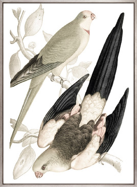 La Romieu Bird VI (Canvas)
