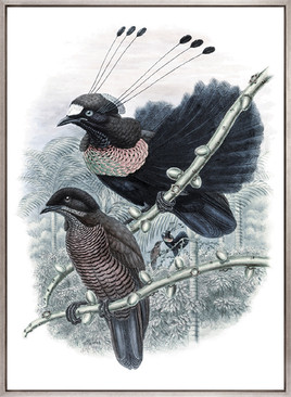 La Romieu Bird VII (Canvas)