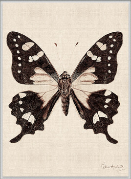 Fanciful Butterfly VII (Canvas)