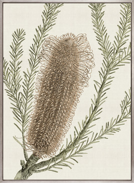 Ericofolia Specimen (Canvas)