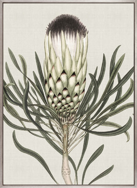 Botanist Specimen I (Canvas)