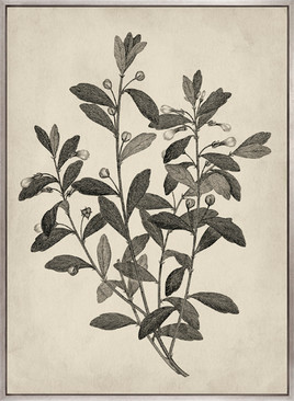 Botanical Splendour II (Canvas)