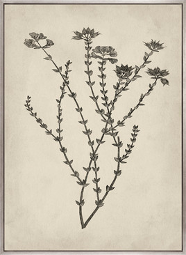 Botanical Splendour III (Canvas)