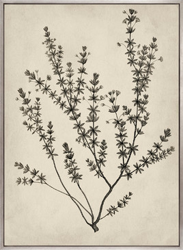 Botanical Splendour V (Canvas)