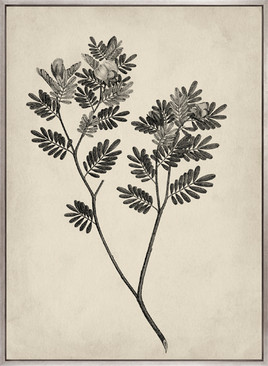 Botanical Splendour VI (Canvas)