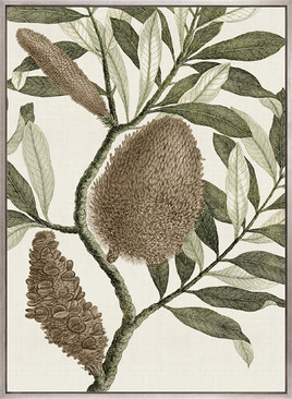 Integrifolia Specimen (Canvas)