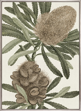 Serrata Specimen (Canvas)