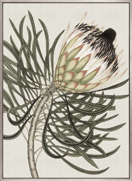 Botanist Specimen III (Canvas)