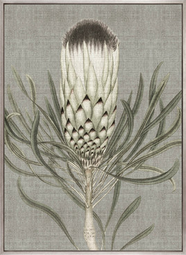 Botanist Specimen IV (Canvas)
