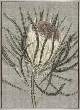 Botanist Specimen V (Canvas)