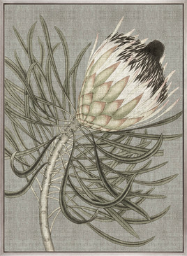 Botanist Specimen VI (Canvas)