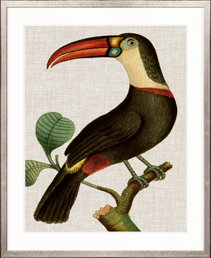 Bangala Tropical Bird III