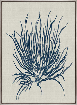 Delicate Seaweed II (Canvas)