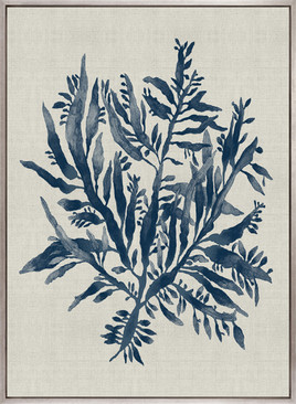 Delicate Seaweed VI (Canvas)
