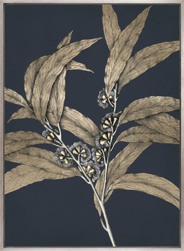 Botanical Etching II (Canvas)