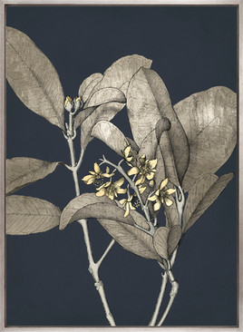 Botanical Etching III (Canvas)