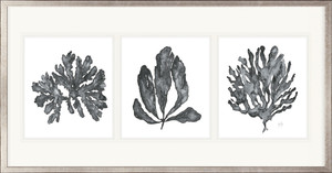 Charcoal Coral Triptych