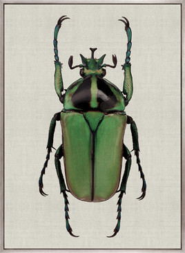 Beetle Subject I (Canvas)