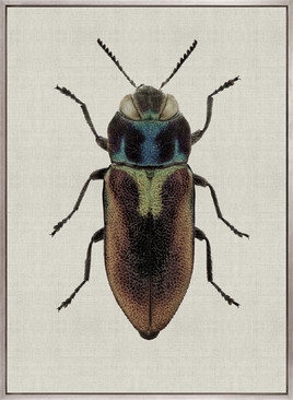 Beetle Subject II (Canvas)