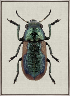 Beetle Subject III (Canvas)
