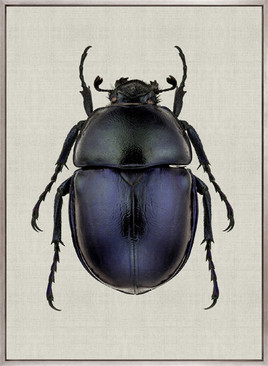 Beetle Subject IV (Canvas)