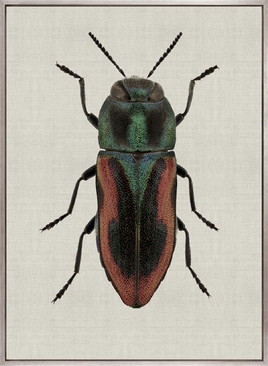 Beetle Subject V (Canvas)