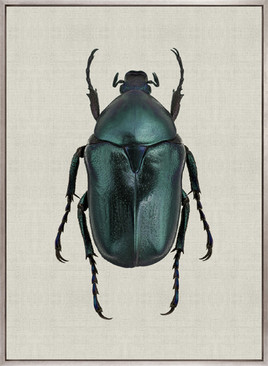 Beetle Subject VI (Canvas)