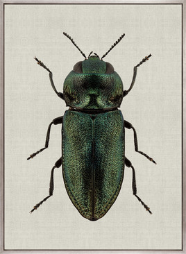 Beetle Subject VII (Canvas)