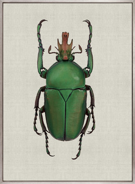Beetle Subject IX (Canvas)