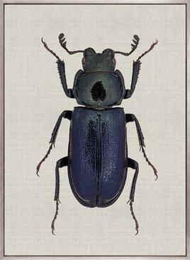 Beetle Subject X (Canvas)