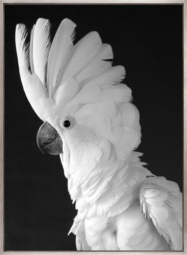 Cockatoo (Canvas)