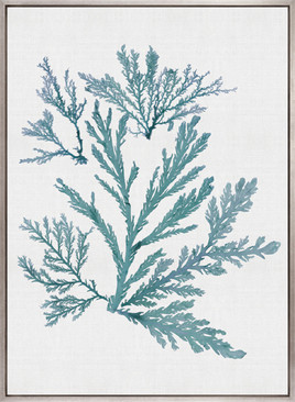 Seaweed Subject I (Blue) (Canvas)