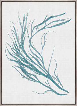 Seaweed Subject III (Blue) (Canvas)