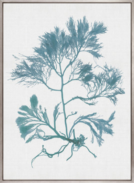 Seaweed Subject IV (Blue) (Canvas)