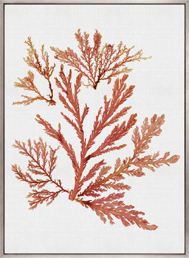 Seaweed Subject VII (Red) (Canvas)