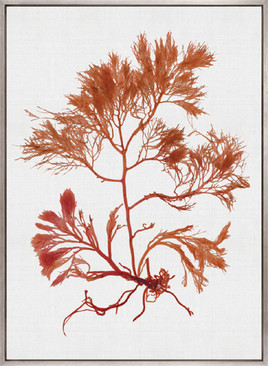 Seaweed Subject IX (Red) (Canvas)