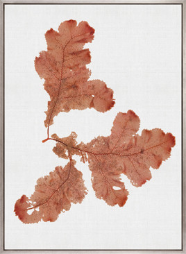Seaweed Subject X (Red) (Canvas)