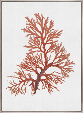 Seaweed Subject XI (Red) (Canvas)