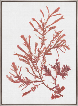 Seaweed Subject XII (Red) (Canvas)
