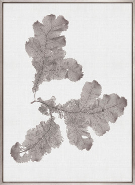 Seaweed Subject XIV (Taupe) (Canvas)
